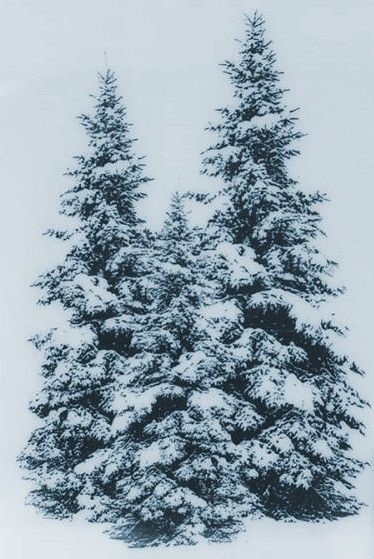 Winter Pines