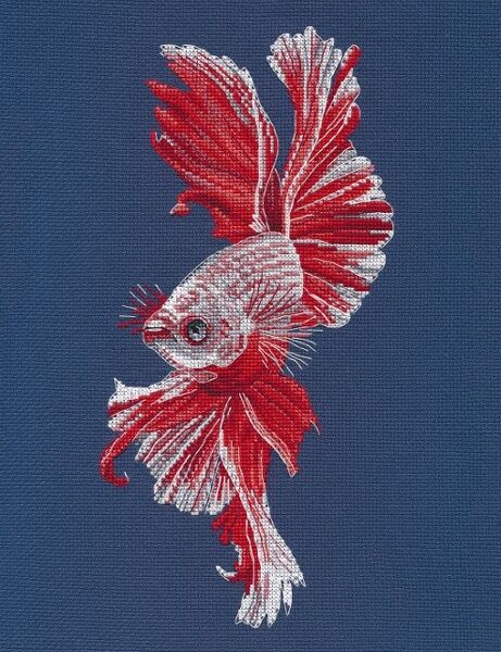 Cockerel Fish