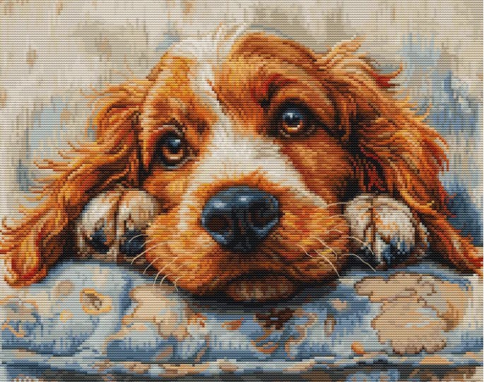 Cocker Spaniel (view 2)