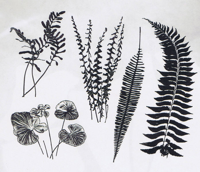 Fern Set